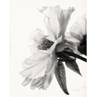 Translucent Peony IV - BW -Paper Art-22"x26"