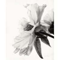 Translucent Peony IV - BW -Paper Art-24"x30"