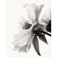 Translucent Peony IV - BW -Paper Art-30"x37"