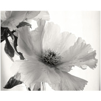 Translucent Peony VI - BW -Paper Art-22"x18"