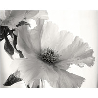 Translucent Peony VI - BW -Paper Art-26"x22"