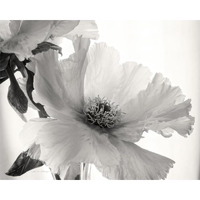 Translucent Peony VI - BW -Paper Art-30"x24"