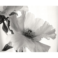 Translucent Peony VI - BW -Paper Art-37"x30"