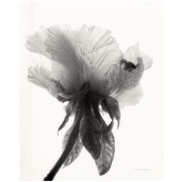 Translucent Peony VII - BW -Paper Art-18"x22"