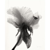 Translucent Peony VII - BW -Paper Art-24"x30"