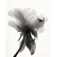 Translucent Peony VII - BW -Paper Art-30"x37"