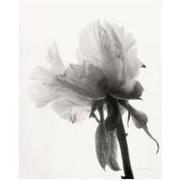 Translucent Peony VIII - BW -Paper Art-22&quotx26"