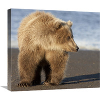 Grizzly Bear yearling, Katmai National Park, Alaska-Canvas Art-22&quotx19.8"