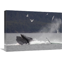 Humpback Whale bubble net feeding near Juneau, Alaska-Canvas Art-24"x18"