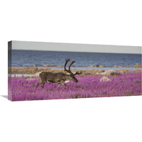 Caribou male in a field of fireweed, Hudson Bay, Canada-Canvas Art-30"x13.5"