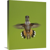 Rufous Hummingbird hovering, Stikine River Delta, Alaska-Canvas Art-20&quotx24"