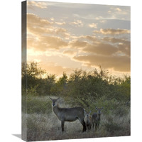 Waterbuck mother and calf, Kruger National Park, South Africa-Canvas Art-18"x24"