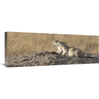 Prairie Dog pair, Grasslands National Park, Saskatchewan, Canada-Canvas Art-36"x13.32"