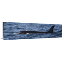 Orca surfacing showing dorsal fin in Queen Charlotte Sound, Canada-Canvas Art-40&quotx12"