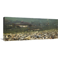 Pink Salmon swimming during migration, Indian River, Sitka, Alaska-Canvas Art-30"x13.2"