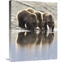 Grizzly Bear mother and yearling cubs drinking, Katmai National Park, Alaska-Canvas Art-20"x24"