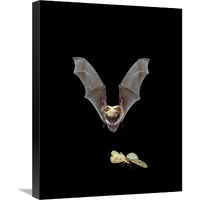 Yuma Myotis bat, female pursuing a moth on the wing, Oregon-Canvas Art-18"x24"