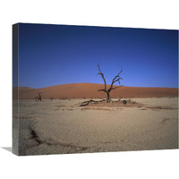 Camelthorn snag on desert pan, Namib-Naukluft National Park, Namibia-Canvas Art-24"x20"