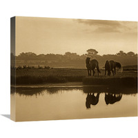 Wild Horse pair grazing at Assateague Island National Seashore, Maryland-Canvas Art-22&quotx18.26"