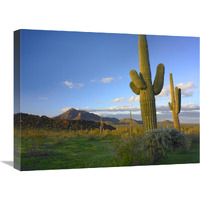 Saguaro and Teddybear Cholla, Picacho Peak State Park, Arizona-Canvas Art-24"x18"