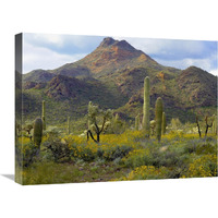 Saguaro and Teddybear Cholla amid flowering Lupine and California Brittlebush-Canvas Art-24&quotx18"