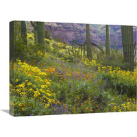 Saguaro amid flowering Lupine, Organ Pipe Cactus National Monument, Arizona-Canvas Art-24"x18"