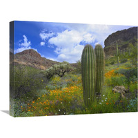 Saguaro amid flowering Lupine, Organ Pipe Cactus National Monument, Arizona-Canvas Art-24"x18"