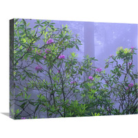 Pacific Rhododendrons in redwood forest interior, Del Norte Coast, Redwood National Park, California-Canvas Art-24"x18"