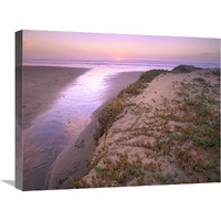 Hottentot Fig growing in beach sand, Morro Strand State Beach, California-Canvas Art-24&quotx18"