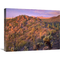 Panther and Safford Peaks covered with Saguaro and Teddybear Cholla, Saguaro National Park, Arizona-Canvas Art-24"x18"