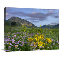 Meadow of Orange Sneezeweed and Smooth Aster, Gothic Mountain in distance, Colorado-Canvas Art-24"x20"