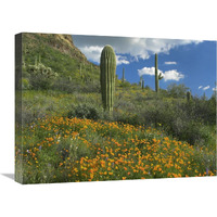 California Poppy and Saguaro cacti, Organ Pipe Cactus National Monument, Arizona-Canvas Art-24"x18"