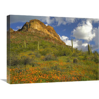 California Poppy and Saguaro cacti, Organ Pipe Cactus National Monument, Arizona-Canvas Art-24"x18"