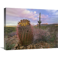 Saguaro and Giant Barrel Cactus, Saguaro National Park, Arizona-Canvas Art-24"x18"