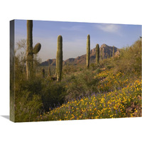 Saguaro cacti and California Poppy field at Picacho Peak State Park, Arizona-Canvas Art-24"x18"