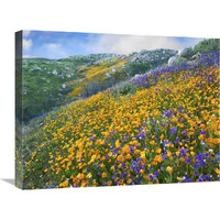 California Poppy and Desert Bluebell flowers, Canyon Hills, Santa Ana Mountains, California-Canvas Art-24"x18"