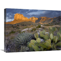 Opuntia cactus and Agave, Guadalupe Mountains National Park, Chihuahuan Desert, Texas-Canvas Art-24"x18"