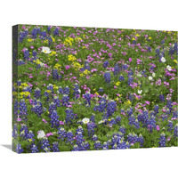 Sand Bluebonnet flowers, Hill Country, Texas-Canvas Art-24"x18"