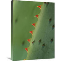 Cape Aloe spines-Canvas Art-18&quotx24"