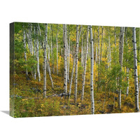 Aspen forest, Colorado-Canvas Art-24"x18"