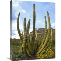 Organ Pipe Cactus Arizona-Canvas Art-18"x24"