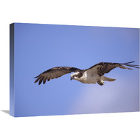 Osprey flying, North America-Canvas Art-24&quotx18"