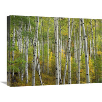 Aspen trees in fall, Colorado-Canvas Art-24"x18"