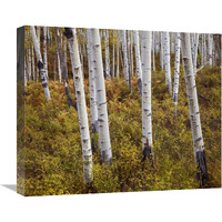 Quaking Aspen trees in autumn-Canvas Art-22"x18.26"