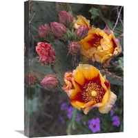 Opuntia in bloom, North America-Canvas Art-18&quotx24"