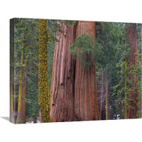 Giant Sequoia trees, California-Canvas Art-24"x20"