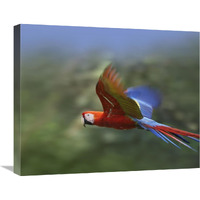 Scarlet Macaw flying, Costa Rica-Canvas Art-24"x20"