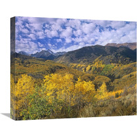 Quaking Aspen in autumn, Colorado-Canvas Art-22&quotx18.04"