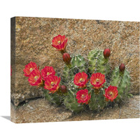 Claret Cup Cactus flowering, Utah-Canvas Art-22"x18.26"