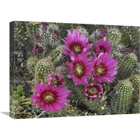 Hedgehog Cactus flowering, Arizona-Canvas Art-24"x18"